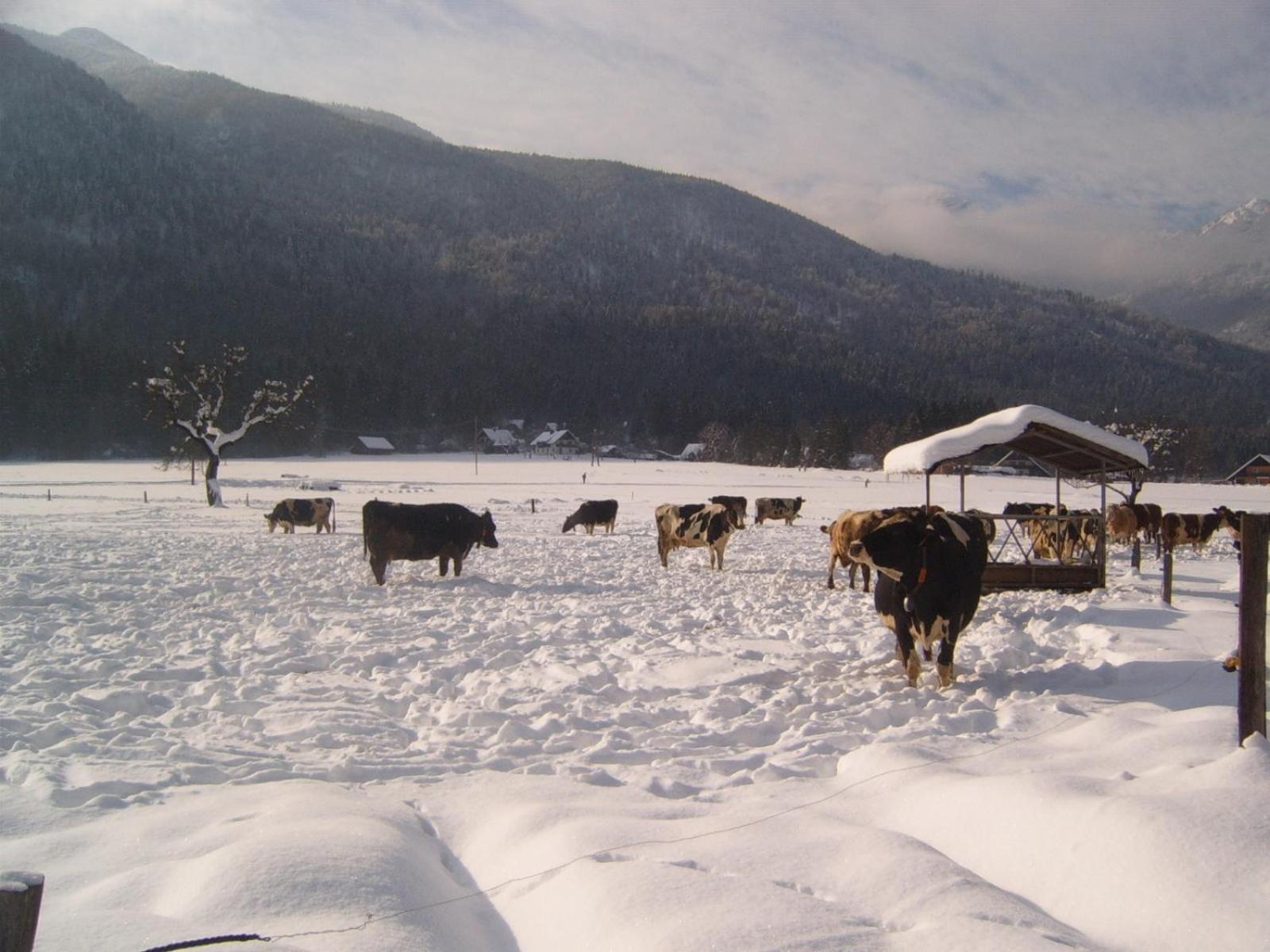 Farmhouse Soklic Bohinj Exterior foto
